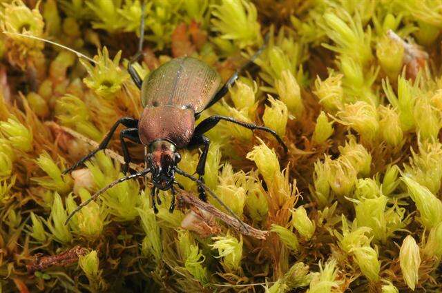 Image of Carabus (Eucarabus) arcensis Herbst 1784