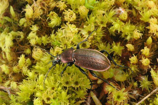 Image of Carabus (Eucarabus) arcensis Herbst 1784