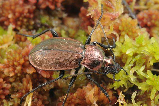 Image of Carabus (Eucarabus) arcensis Herbst 1784