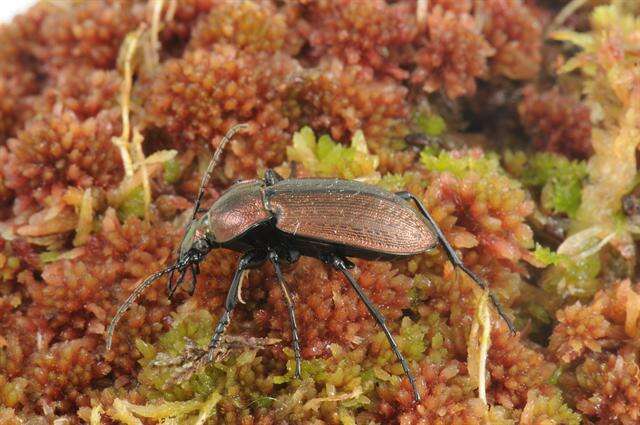 Image of Carabus (Eucarabus) arcensis Herbst 1784