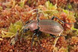 Image of Carabus (Eucarabus) arcensis Herbst 1784