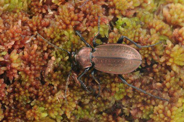 Image of Carabus (Eucarabus) arcensis Herbst 1784