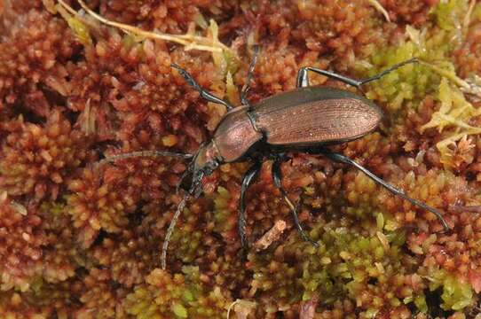 Imagem de Carabus (Eucarabus) arcensis Herbst 1784