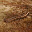 Image de Craspedosoma rawlinsii rawlinsii Leach 1814