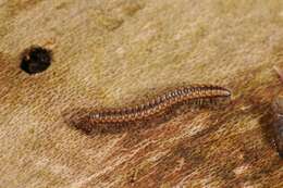 Image of millipedes