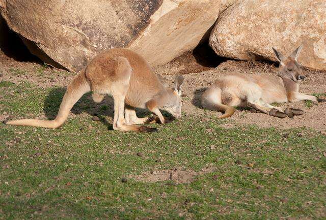 Image of Macropus Shaw 1790