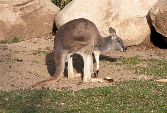 Image of Macropus Shaw 1790