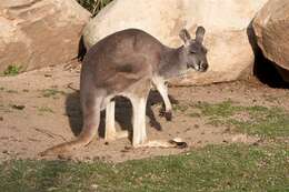 Imagem de Macropus Shaw 1790