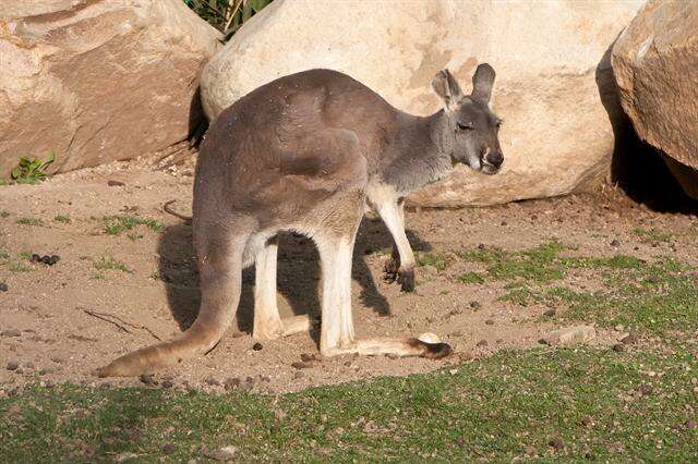 Image of Macropus Shaw 1790