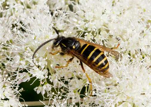 Image of Dolichovespula