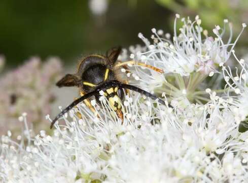 Image of Dolichovespula