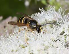 Image of Dolichovespula