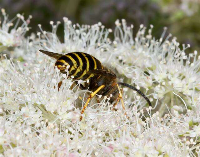 Image of Dolichovespula