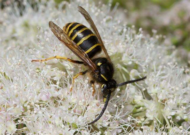 Image of Dolichovespula