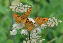 Image of Argynnis