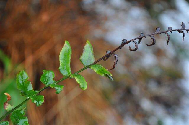 Plancia ëd Polystichum