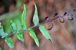 Plancia ëd Polystichum