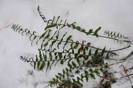 Plancia ëd Polystichum