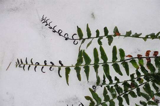 Image of hollyfern