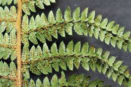 Image de Polystichum