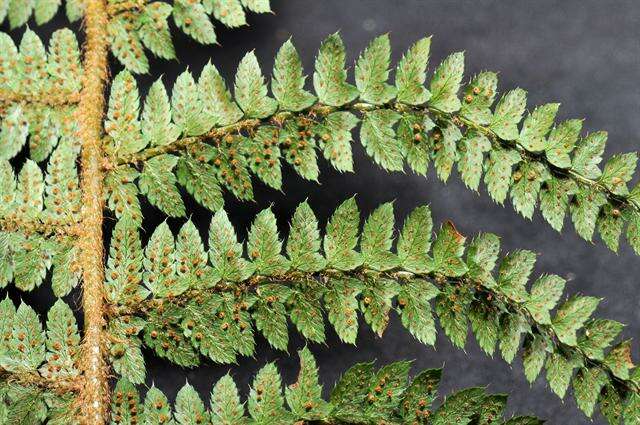 Image of hollyfern