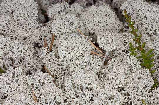 Image of star reindeer lichen