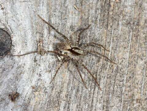 Image of wolf spiders