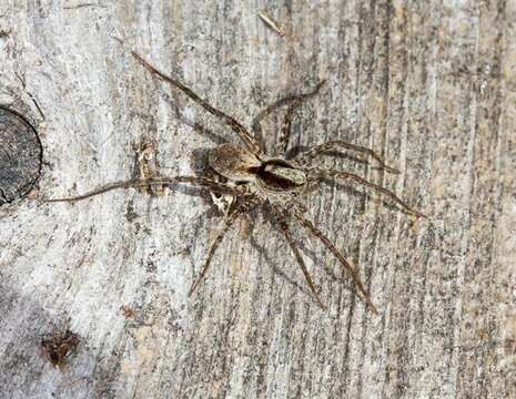 Image of wolf spiders