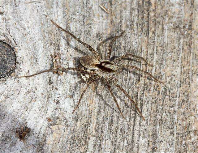 Image of wolf spiders