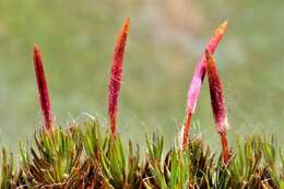 Image of Bird Wheat