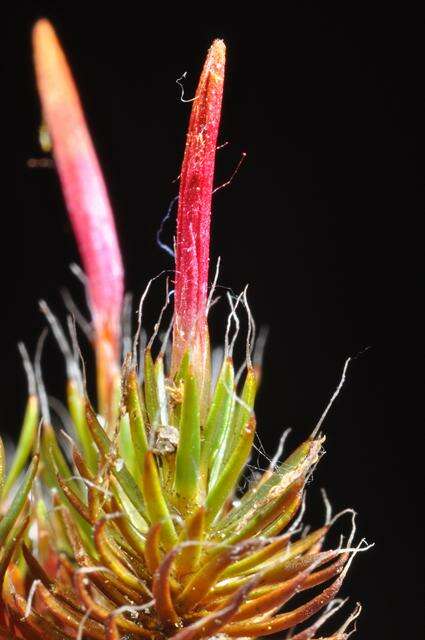 Image of Bird Wheat