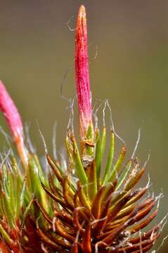 Image of Bird Wheat