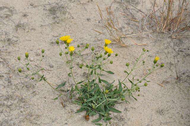 Image of hawkweed