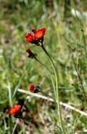 Image of orange hawkweed