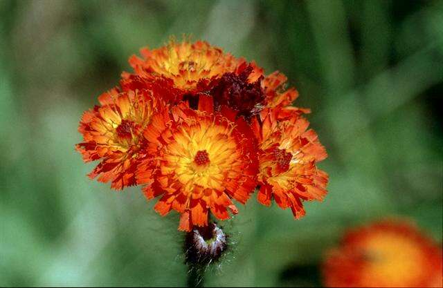 Image of orange hawkweed