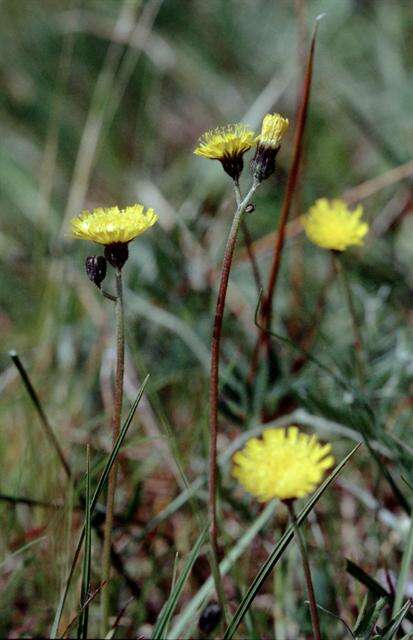 Image of Pilosella lactucella (Wallr.) P. D. Sell & C. West