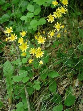 Image of Hieracium oistophyllum Pugsl.