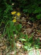 Image of Hieracium oistophyllum Pugsl.