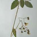 Слика од Hieracium argospathum Wiinst.