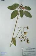 Слика од Hieracium argospathum Wiinst.