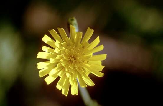 Imagem de Hieracium alatipes Wiinst.