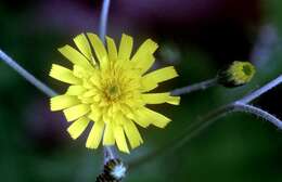 Sivun Hieracium alatipes Wiinst. kuva