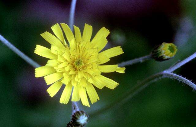 Sivun Hieracium alatipes Wiinst. kuva