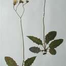 Image of Hieracium albidulum T. Durand & B. D. Jacks.
