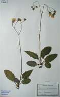 Слика од Hieracium albidulum T. Durand & B. D. Jacks.