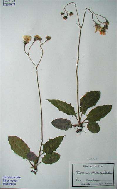 Слика од Hieracium albidulum T. Durand & B. D. Jacks.