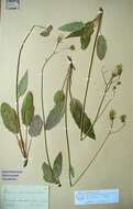 Слика од Hieracium albidulum T. Durand & B. D. Jacks.