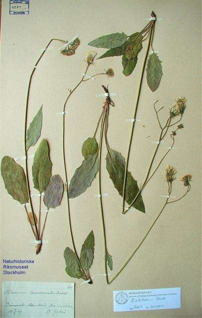 Слика од Hieracium albidulum T. Durand & B. D. Jacks.