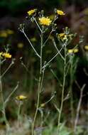 Image of smooth hawkweed