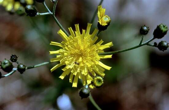 Image of smooth hawkweed